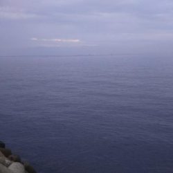 ちびイカの奥にはトンカツサイズ